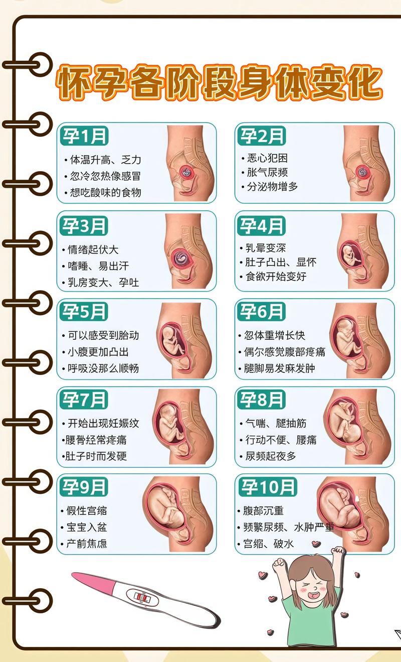 揭秘供卵代孕妈妈怀孕小腹分两节,孕期变化的奥秘黑河代生机构: